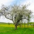 Obstbaumblüte im Frühling