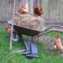 Verrückte Hühner