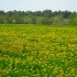 Blumenwiese im Mai